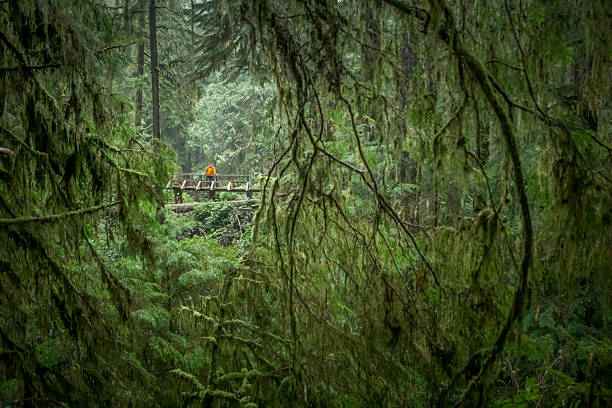 istock Man hikes on elevated boardwalk in old growth forest 2247933531