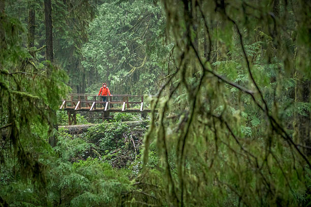 istock Man hikes on elevated boardwalk in old growth forest 2247933555