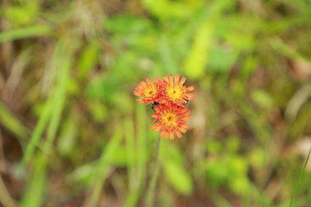 A cluster of bright orange hawkweed flowers stands out sharply against a softly blurred green meadow background. The vivid petals and yellow centers create a striking contrast with the surrounding natural tones. The delicate composition highlights the beauty of wildflowers in their natural habitat and captures the peaceful vibrant atmosphere of a summer day in nature.