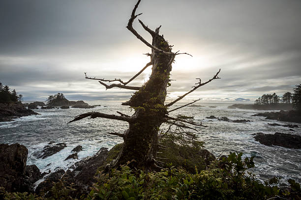 Waves crash on rocky coastline at sunset, Chesterman Beach, Pacific Rim National Park, Tofino, Vancouver Island, B.C.