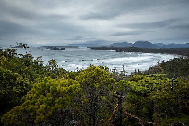 Romantic scene of a female awakening at first light of day draped across a huge piece of driftwood on  shore during incoming tide at Mackenzie Beach, Tofino, Vancouver Island, British Columbia, Canada