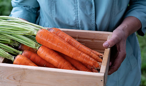 Harvesting fresh carrots in a home garden surrounded by lush green plants on a sunny day