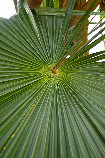 istock Palm leaf close up photography 2247937655