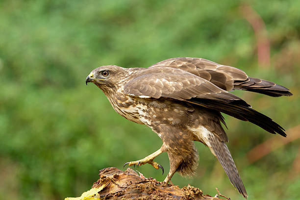 eurasian buzzard in the woods