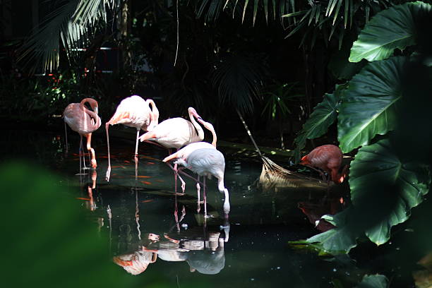 istock Flamingos drinking water in the forest 2247937716