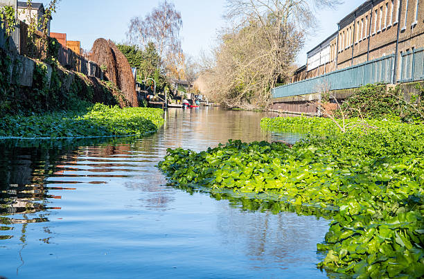 Floating pennywort on River Lea near Enfield Lock