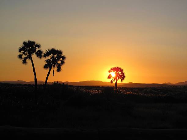 Sunset over Palmwag in Kaokoveld, Namibia, with silhouetted palm trees and glowing desert evening light.