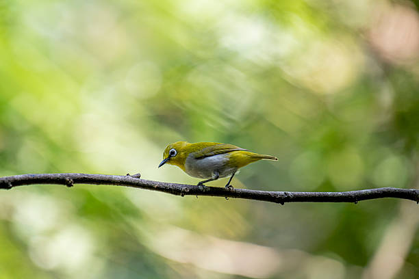 istock Oriental white-eye, is a small, social, and active passerine bird. 2247939382