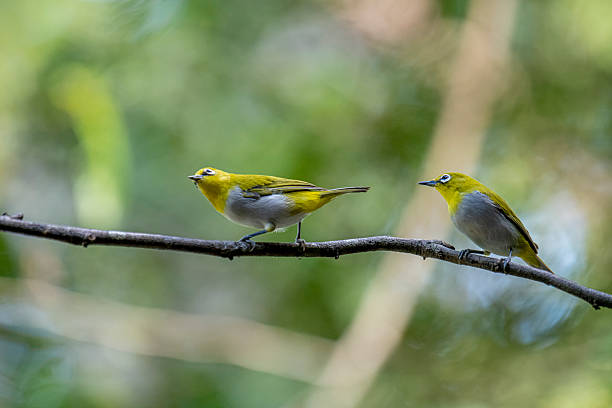 istock Oriental white-eye, is a small, social, and active passerine bird. 2247939970