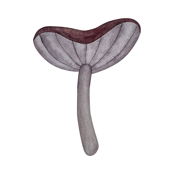 istock Watercolor forest mushroom. Mushroom with purple cap and gray stem isolated on white background. 2247940014