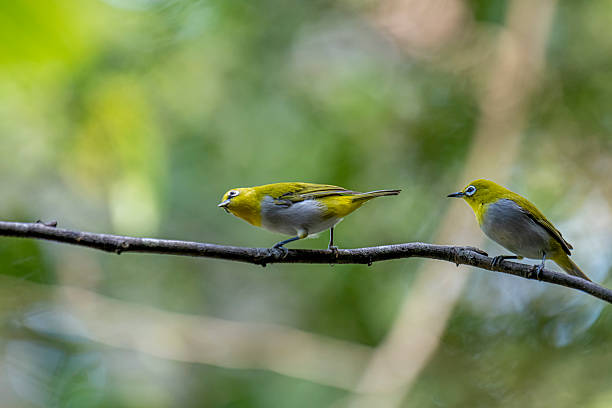 istock Oriental white-eye, is a small, social, and active passerine bird. 2247940058