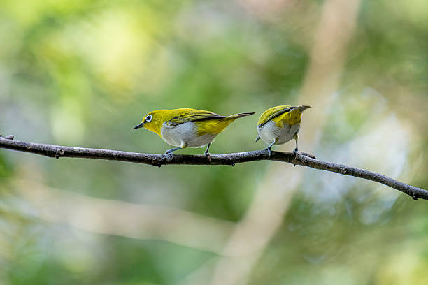 istock Oriental white-eye, is a small, social, and active passerine bird. 2247940161