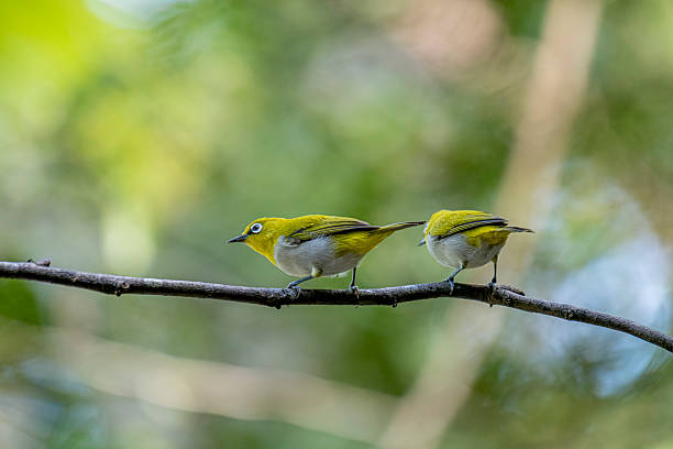 istock Oriental white-eye, is a small, social, and active passerine bird. 2247940162