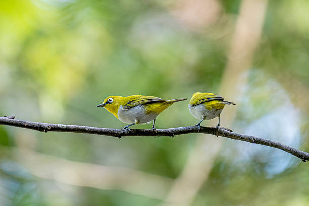 istock Oriental white-eye, is a small, social, and active passerine bird. 2247940163