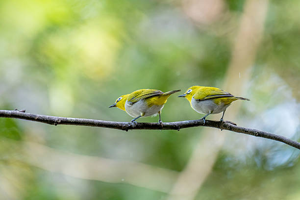 istock Oriental white-eye, is a small, social, and active passerine bird. 2247940232