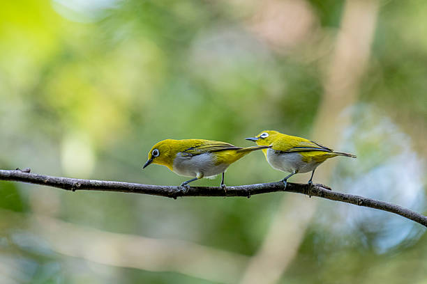 istock Oriental white-eye, is a small, social, and active passerine bird. 2247940233