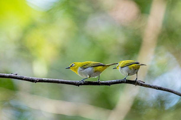 istock Oriental white-eye, is a small, social, and active passerine bird. 2247940234