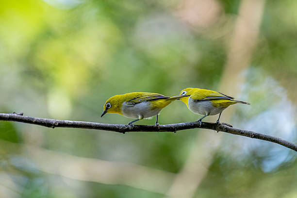 istock Oriental white-eye, is a small, social, and active passerine bird. 2247940277