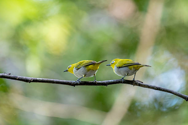 istock Oriental white-eye, is a small, social, and active passerine bird. 2247940280