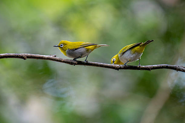 istock Oriental white-eye, is a small, social, and active passerine bird. 2247940331
