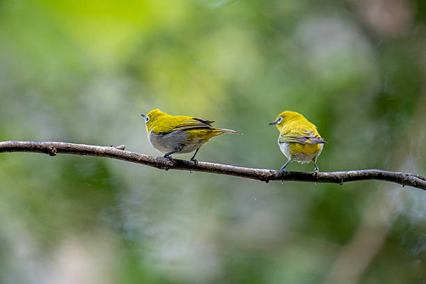 istock Oriental white-eye, is a small, social, and active passerine bird. 2247940373