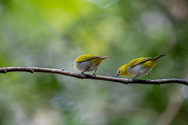 istock Oriental white-eye, is a small, social, and active passerine bird. 2247940376