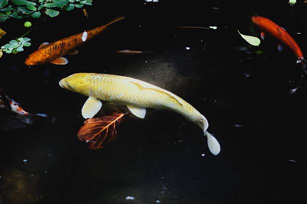 Koi carps rising for food in the lake, Nha Trang city, Khanh Hoa province, central Vietnam