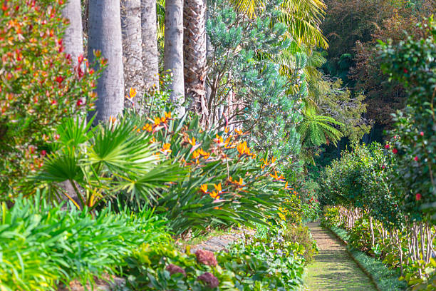 istock Narrow path winds through a vibrant tropical garden 2247940531