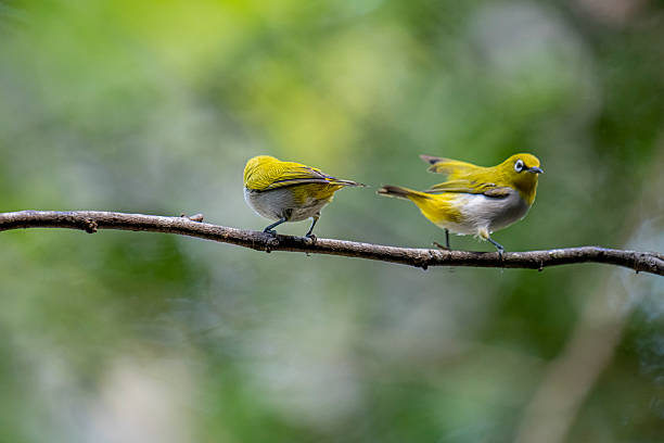 istock Oriental white-eye, is a small, social, and active passerine bird. 2247940567