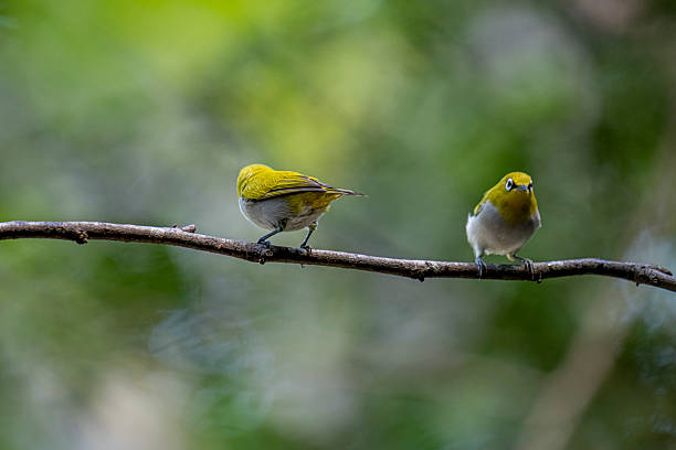 istock Oriental white-eye, is a small, social, and active passerine bird. 2247940569