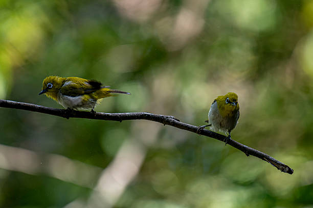 istock Oriental white-eye, is a small, social, and active passerine bird. 2247940620