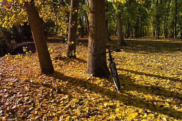 A bicycle leans against a tree trunk surrounded by vibrant yellow and orange leaves in a serene park. Sunlight filters through the trees in this peaceful autumn scene.