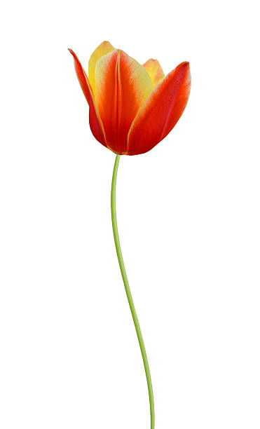 istock A tulip flower branch 2247945808