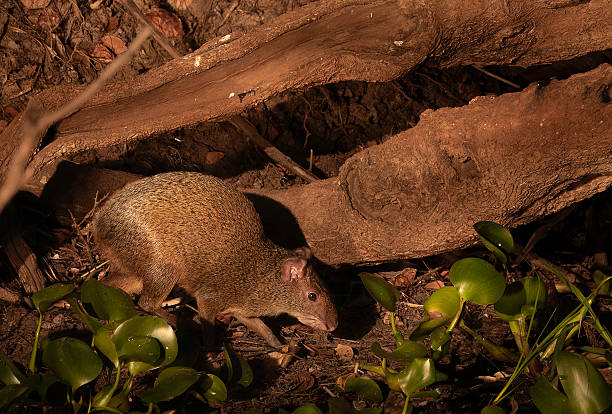 istock An Azara's Agouti (Dasyprocta azarae) walking in the undergrowth 2247946265