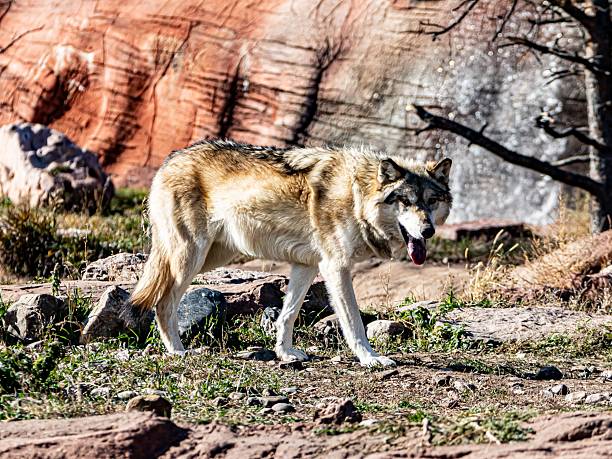 North American Grey Wolf, canis lupus occidentalis, Adult standing on Snow, Canada