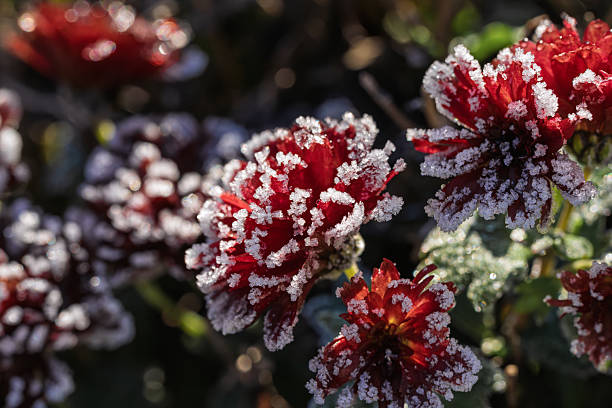 Crystalline ice adorns early morning blossoms, Sunlit frostencrusted petals in peaceful winter garden, Delicate ice formations shimmer on blooming flowers under warm morning sunlight in winter