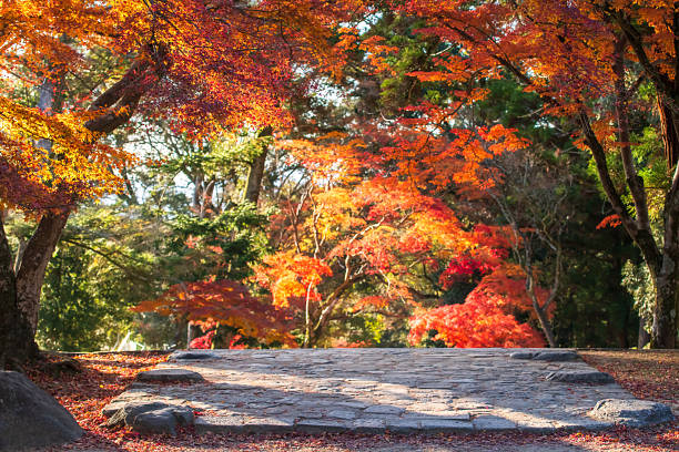 istock Maple tree tunnel along uphill wallking route at Nara park in fall 2247949838