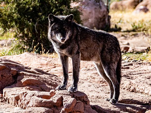 North American Wolves.
