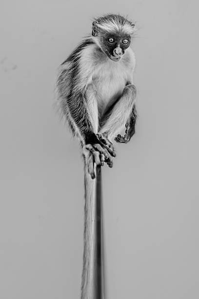 A detailed black and white portrait of a Red Colobus monkey, likely a Zanzibar Red Colobus, captured in a full-body shot. The monkey is perched upright on a slender, vertical pole, its long tail extending downwards alongside the pole. Its distinctive features are prominent: a dark, almost mask-like face with large, expressive eyes, framed by a striking crown of white, spiky hair on its head. The fur on its body appears lighter, with darker markings on its limbs. The monkey is looking directly towards the viewer with an alert and curious expression. The plain, light gray background provides a stark contrast, isolating the animal and drawing full attention to its intricate details and unique appearance. The monochromatic palette emphasizes the textures of its fur and the strong contrasts of its facial markings, giving the image a timeless and focused quality.