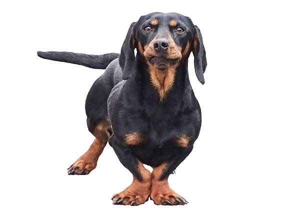 A black Teckel dog isolated on white