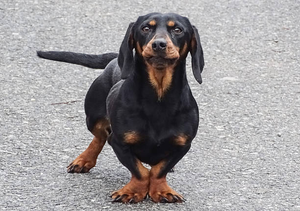 istock A black Teckel dog in Romania 2247952337