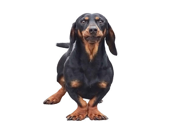 A black Teckel dog isolated on white