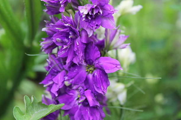 istock Vibrant Purple Delphinium Flowers in Bloom 2247954545