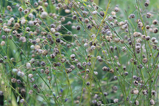 istock Flax Seed Pods in a Field A Close-Up View 2247954733