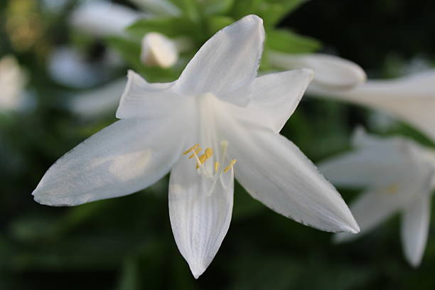 istock Delicate White Hosta Flower in Bloom, Close-up View 2247955013