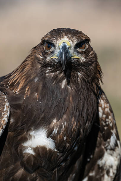 istock A large portrait of a golden eagle 2247955196