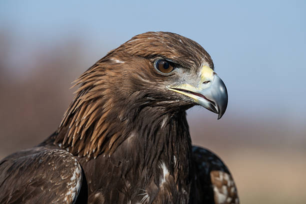istock A large portrait of a golden eagle 2247955218