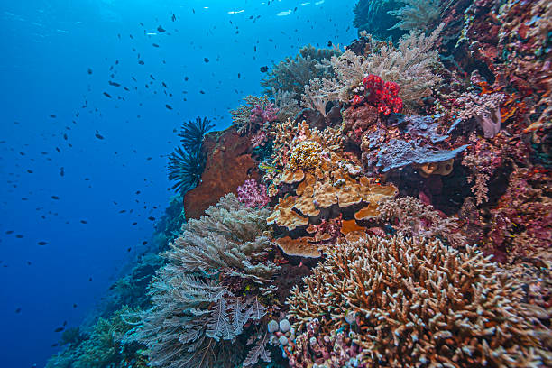 istock Coral reef in South Pacific, Sulawesi 2247956013