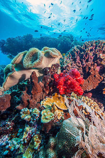 istock Coral reef in South Pacific, Sulawesi 2247956017