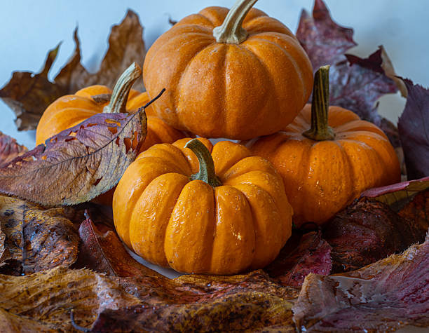 istock Autumn still life with pumpkins 2247956044